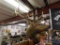 Amazing full bugle bull elk shoulder mount