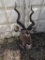 Kudu Shoulder mount