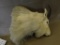 Rocky Mountain Goat shoulder mount