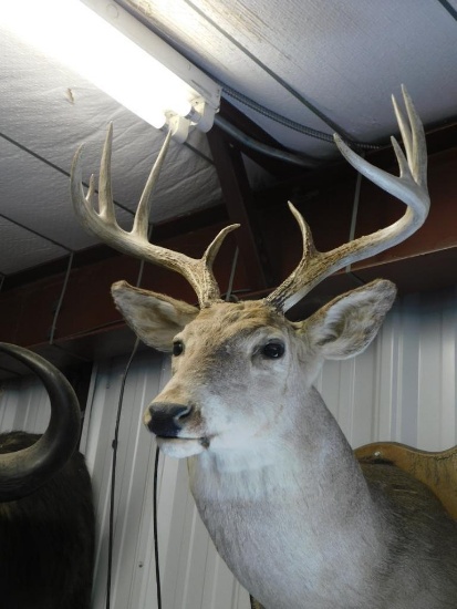 Whitetail deer shoulder mount