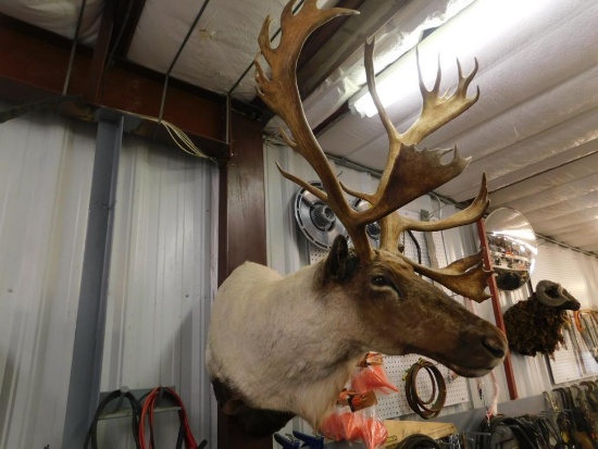 Caribou shoulder mount