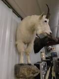 Rocky Mountain Goat front half mount