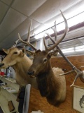 Bull Elk shoulder mount