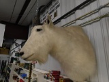 Rocky Mountain goat shoulder mount