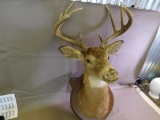 White Tail Deer Shoulder mount