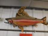 Monster Lake Rainbow trout taxidermy
