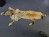 Red fox pelt