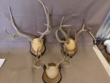 Three Nice Texas deer antler mounts