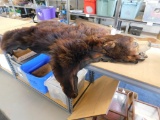 Tanned bear hide rug