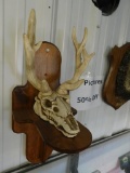 Alamosa Trophy deer