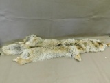 Supple tanned Coyote pelt