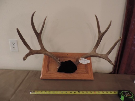 22" antler rack mounted on wood plaque.