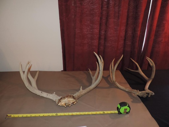 Deer antlers.