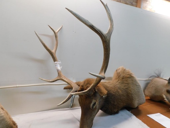 Bull elk taxidermy shoulder mount