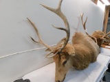 Bull elk taxidermy shoulder mount