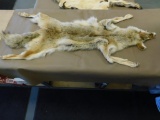 Supple Tanned Coyote Pelt