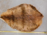 Supple Tanned Beaver Pelt