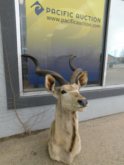 Greater Kudu shoulder mount taxidermy