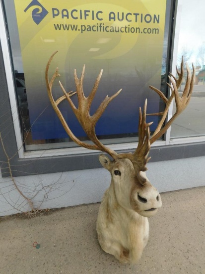 Massive record book scoring Caribou taxidermy