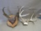 Pronghorn and Deer Antlers