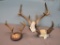 Antler Assortment