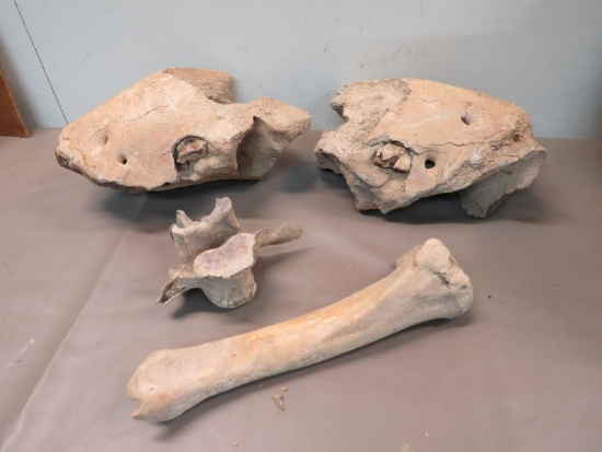 Fossilized Bones