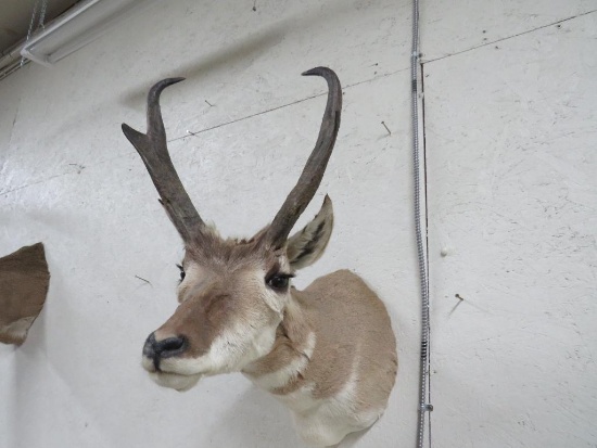 Pronghorn Antelope Shoulder Mount Taxidermy