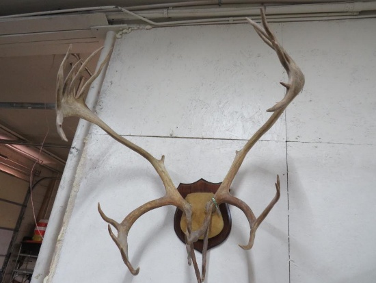 Caribou Antler Mount Taxidermy
