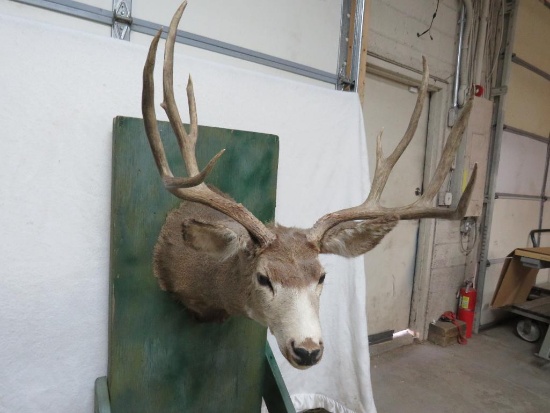 Mule Deer Mount Taxidermy