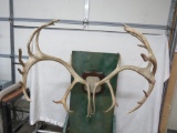 Caribou Antler Mount Taxidermy