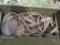 Antique Boyt Harness with Trunk