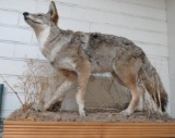 Coyote Full Body Taxidermy