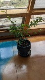 Kaffir Lime Potted Plants