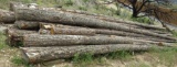 Douglas Fir Logs