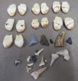 Ivory Elks Teeth and Sharks Teeth
