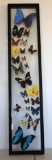 Unique Framed Butterflies