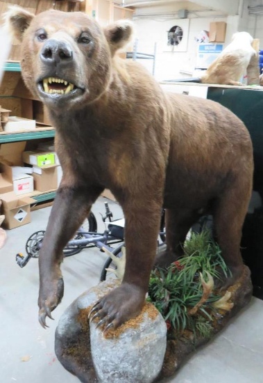 Alaska brown Bear Full Body Taxidermy NO SHIPPING