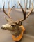 Mule Deer Shoulder Mount Taxidermy