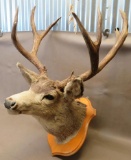 Mule Deer Shoulder Mount Taxidermy