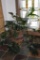 Large Variety of Philodendron