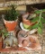 Four Potted Succulents