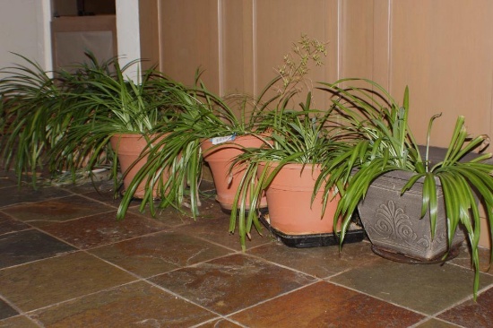 Row of Five Large Planters with Grassy Plants
