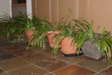 Row of Five Large Planters with Grassy Plants