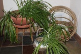 Three Plants with Stand and Basket