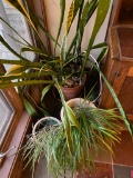 Large Snake Plant and Spider Plants
