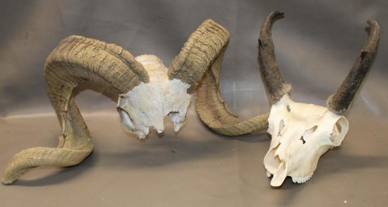 Pronghorn and Sheep Skulls