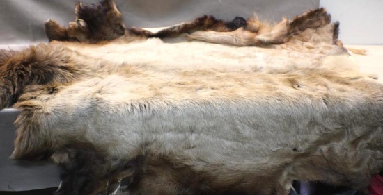 Elk Hide