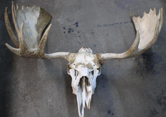 Moose Skull with Rack