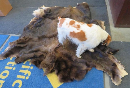 Large Supple Tanned Hair on Moose Hide