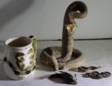Rattle Snake Taxidermy and More